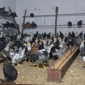 Juyje Balakly (Broy)