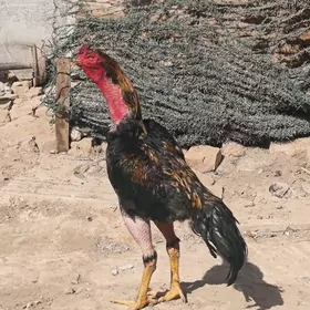 Baysy Baysok horozlor taskent