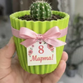 цветы в подарок на 8 марта