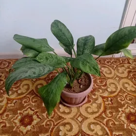 цветы комнатные