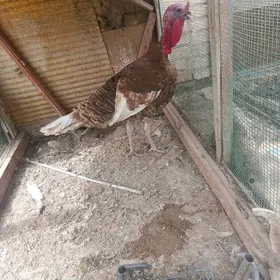 avgan induk yumurtga bar