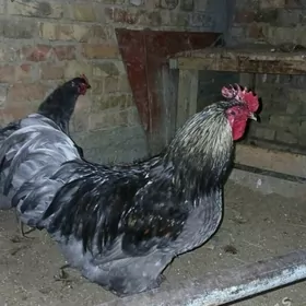 Гибридные Джерсийские гиганты