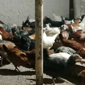 Towuk juje 4. 5 aylyk