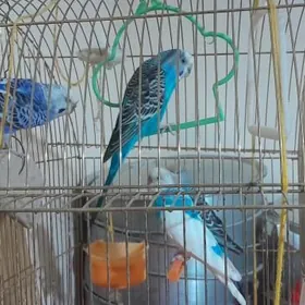 канарейка папугай