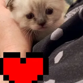 Шотландский вислоухий котёнок