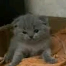 шотланский катята