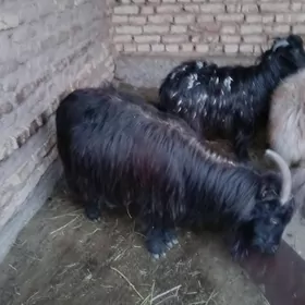 boğaz geçi işek gysyr goýun