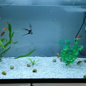 Улитка ампулярий