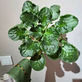 Сортовая фиалка