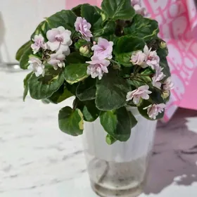 Мини фиалка