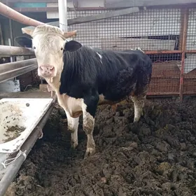 öküz bakylan çekip bolýa