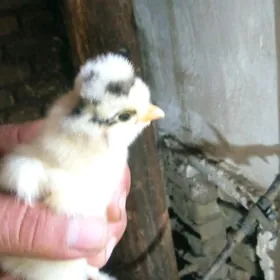 бройлер жуже