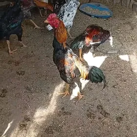 paroda ýumurtgasy bar