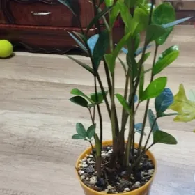 замиакулькас