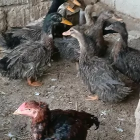 Ördek Towuk goýun sygyr sisark