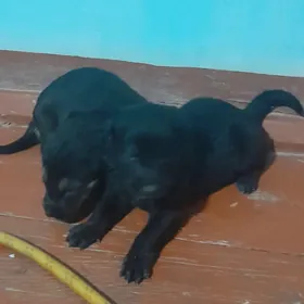 Авчарка шеноки ВЕО.