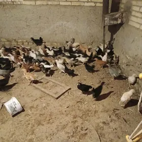 jujeler 2yarym aylyk