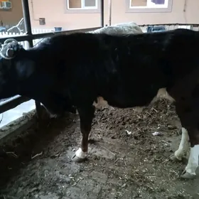 2 sany parodny öküz