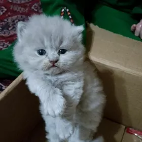 шотландские котята