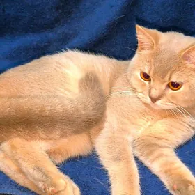 Шотландский Кот