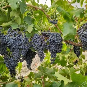 çigitsiz gara üzüm şitili