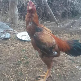 Байес  хораз жуйже.