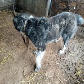 Туркмен ити