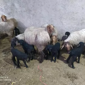 гузылы гойун