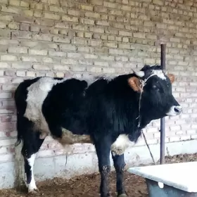 Tohum Öküzler Gibrit 2 Sany