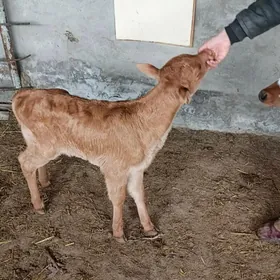 göle oküzce gulajyn emdirmeli