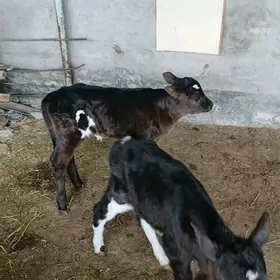 Göle oküzce gulajyn gibirit