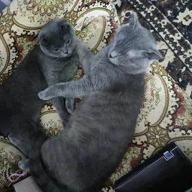 satlanysky Wisla uha i