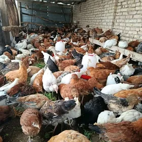 ПАРОДНЫ АЙАГЫ ПЕРЛИ ЖУЙЖЕ