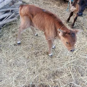 Arginal göleli Çorny pýostr