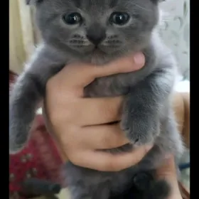 sotlan paroda pisikler yatyk g