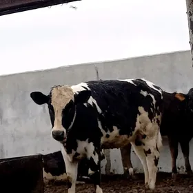 GARALA GALIŞDEÝIN TÜWE