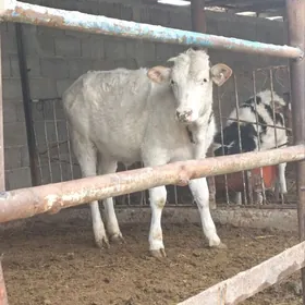 Golişdeÿin tüweler