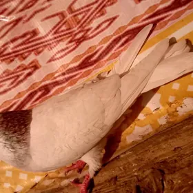 kepderi myramyr şeý