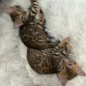 Бенгальские  котята