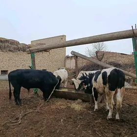 ховур окузлер