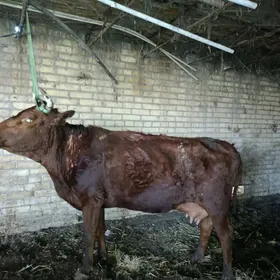 бурлат голели сыгыр