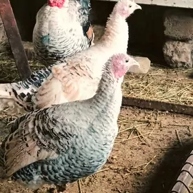 Indyuk owgan garsyk paroda10ay