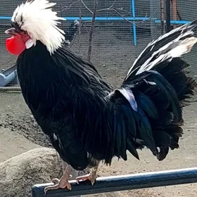 Ак телпекли товугын юмуртгасы