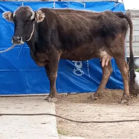 SAGYLÝAN BOGOZ SYGYR