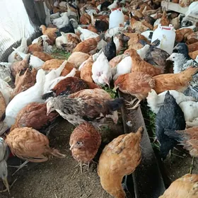 ПАРОДНЫ ЖУЙЖЕ