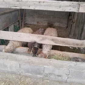 Yaz issekler Geciler