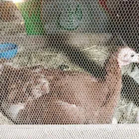 induk jüje kürkden çykan