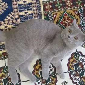 Sýamiski paroda pişik