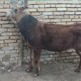 самиз окизлер