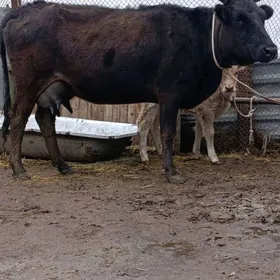 cornypiostr tohum göleli sygyr